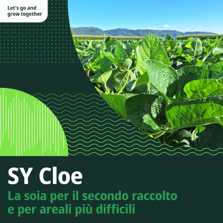 SY Cloe: secondi raccolti soia