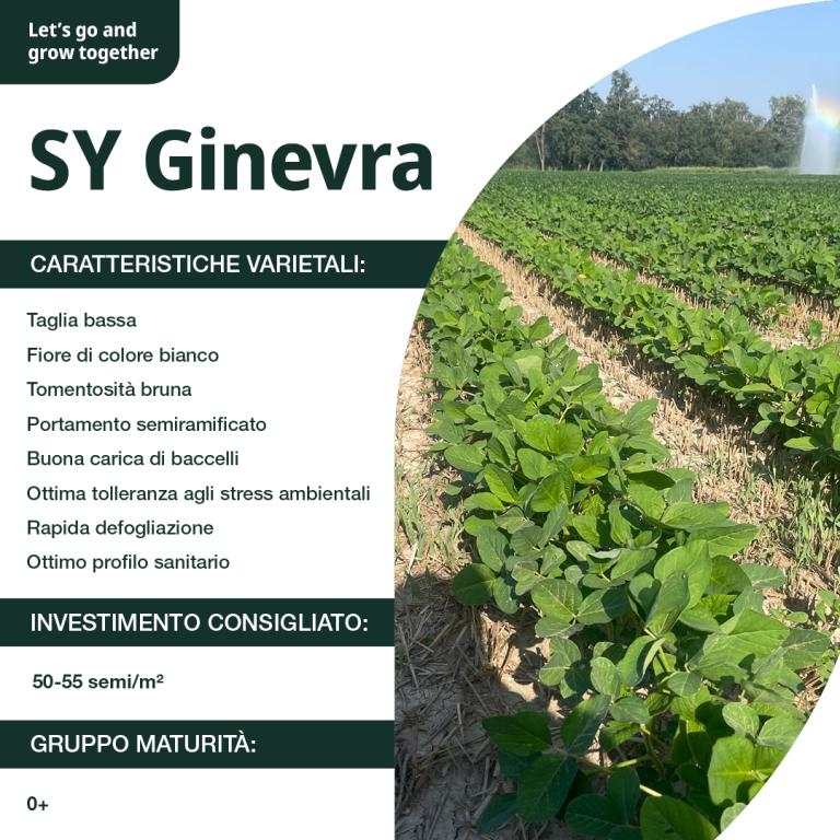 SY Ginevra Caratteristiche