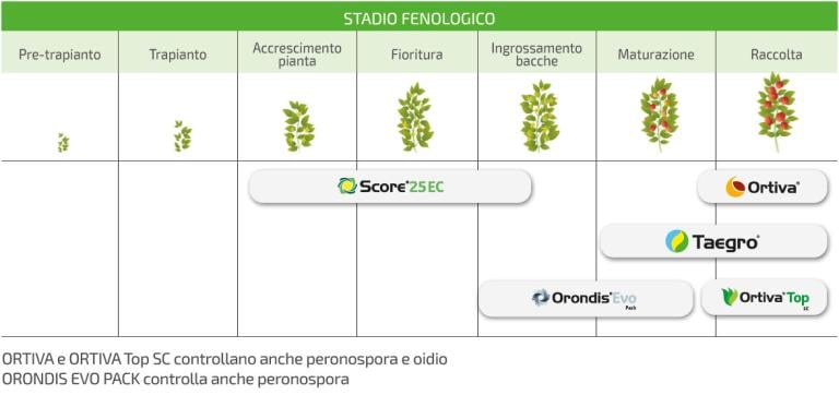 programma di difesa pomodoro taegro