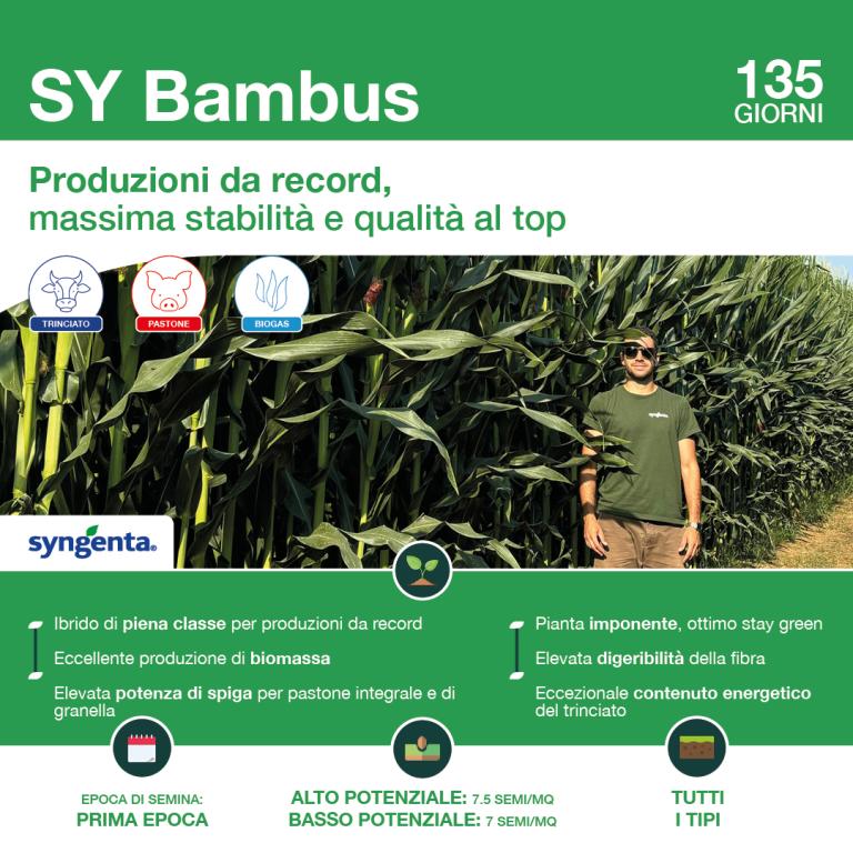 bambus card
