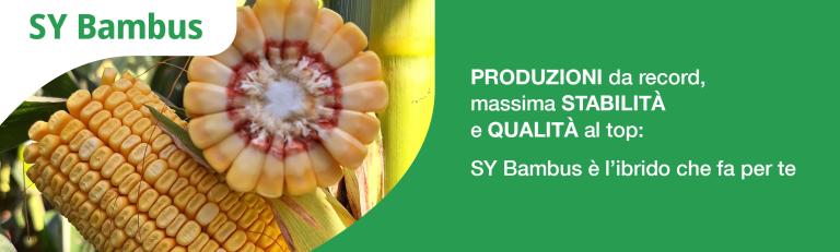 bambus header