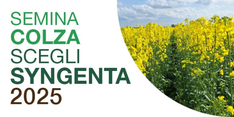 colza 2025
