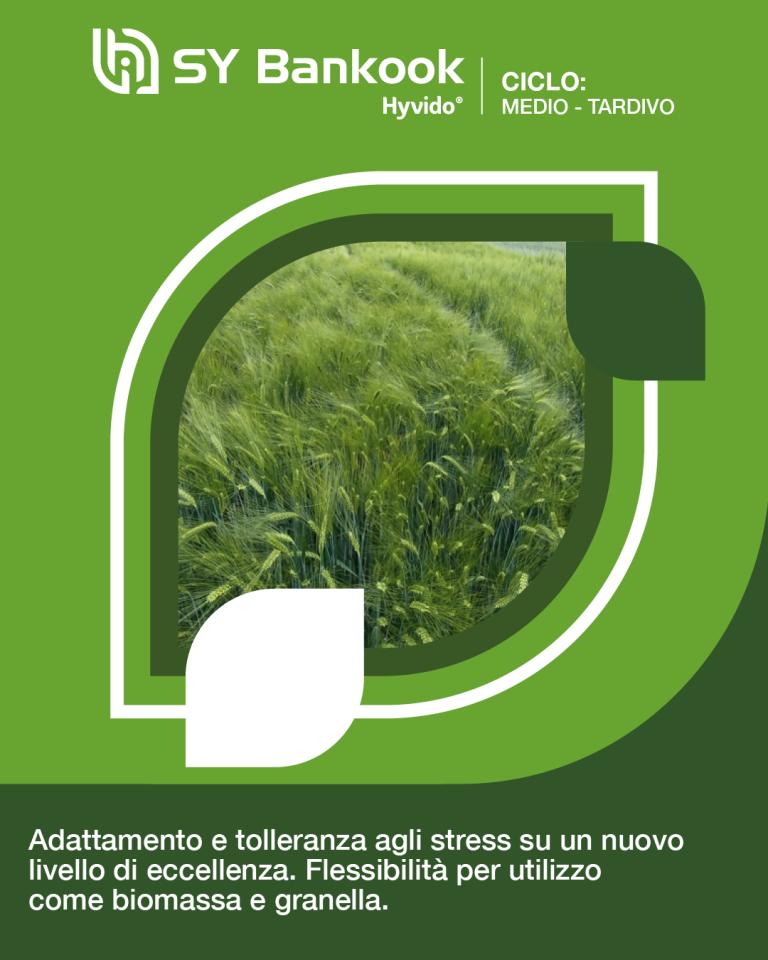 hyvido orzo ibrido bankook