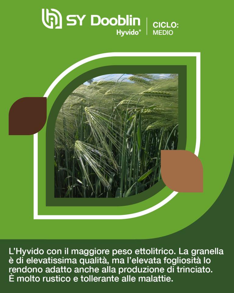 hyvido orzo ibrido dooblin