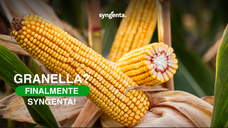 Discovery Seeds: alla scoperta delle sementi Syngenta