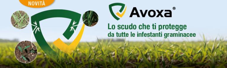 Avoxa_header