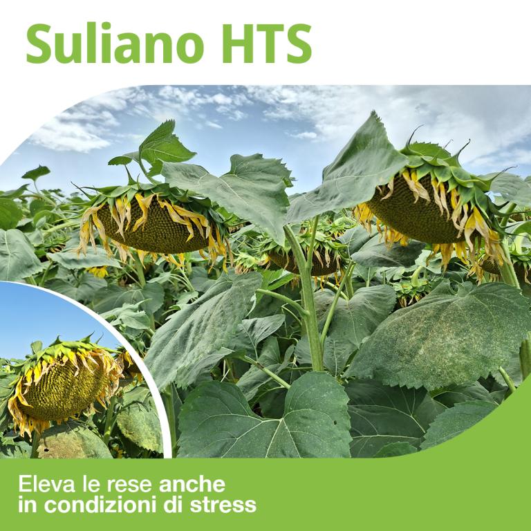 Suliano2
