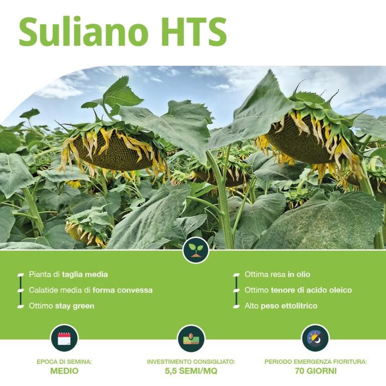 suliano