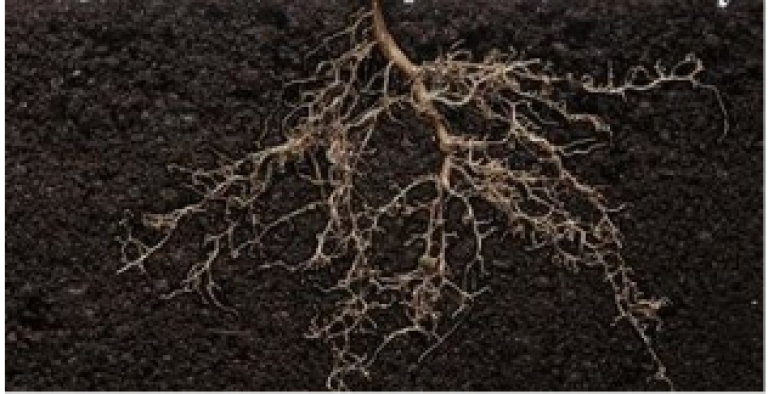 KENDAL ROOT RADICI