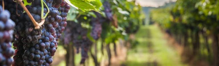 Soluzioni Biologicals per la Vite da vino