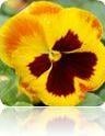 viola+riflesso