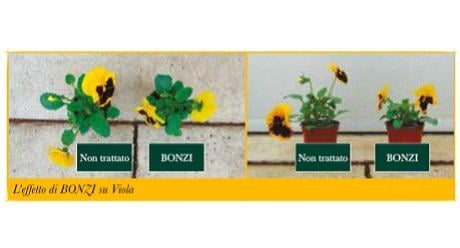 bonzi affidabile