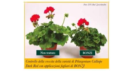 bonzi flessibile