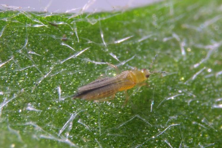 thrips
