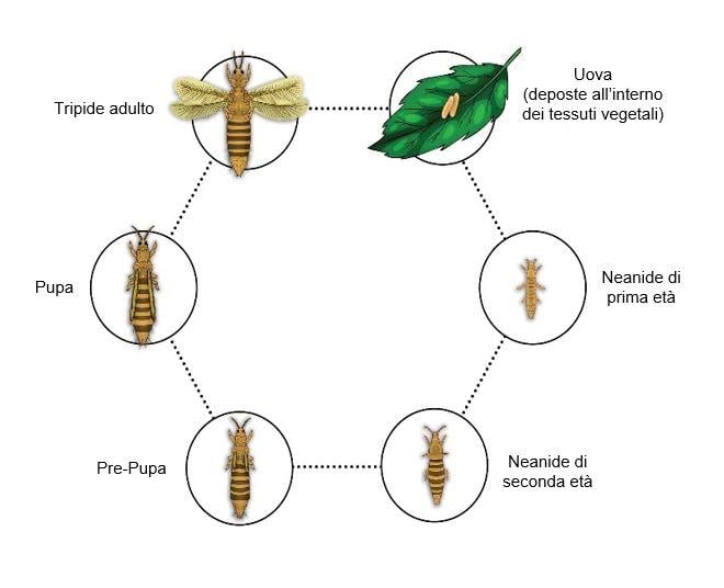 thrips italian_v2