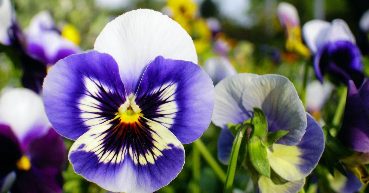pansy banner