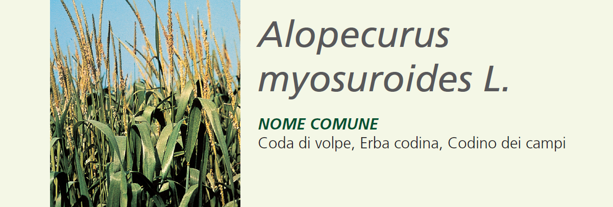 Alopecuro - Erba codina