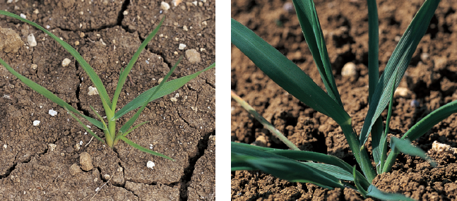 Avena Fatua - Avena Selvatica