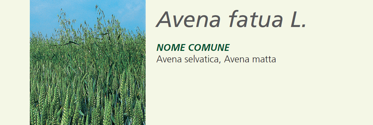 Avena Fatua - Avena Selvatica