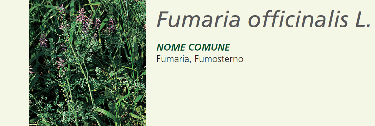 Fumaria