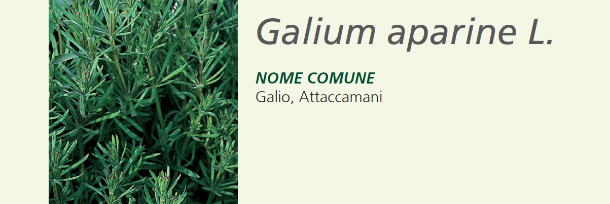 Galium - Galio