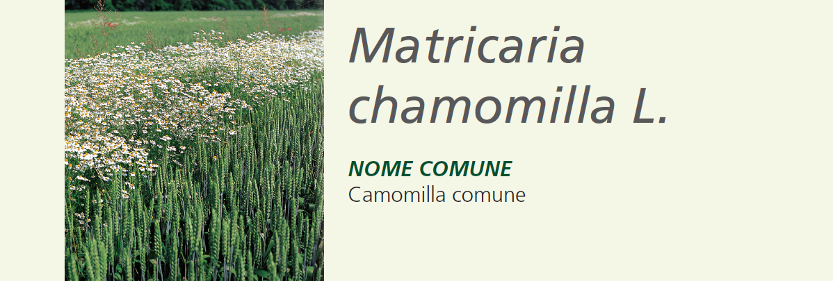 Matricaria Camomilla