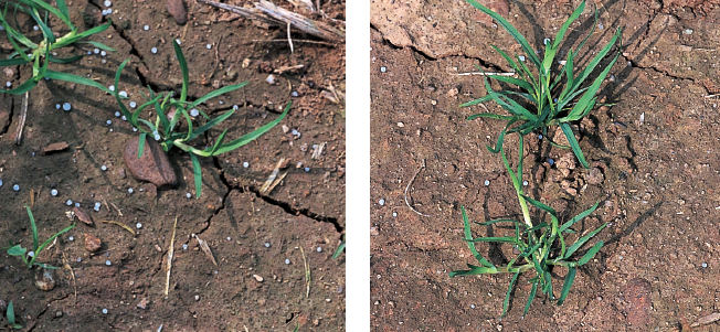 Poa Annua