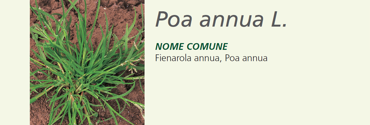 Poa Annua