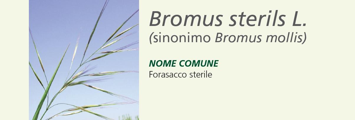 Bromo - Bromus Sterils L.