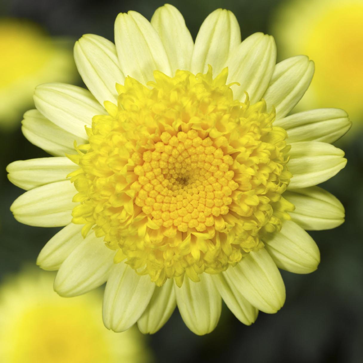 Argyranthemum - Margherita