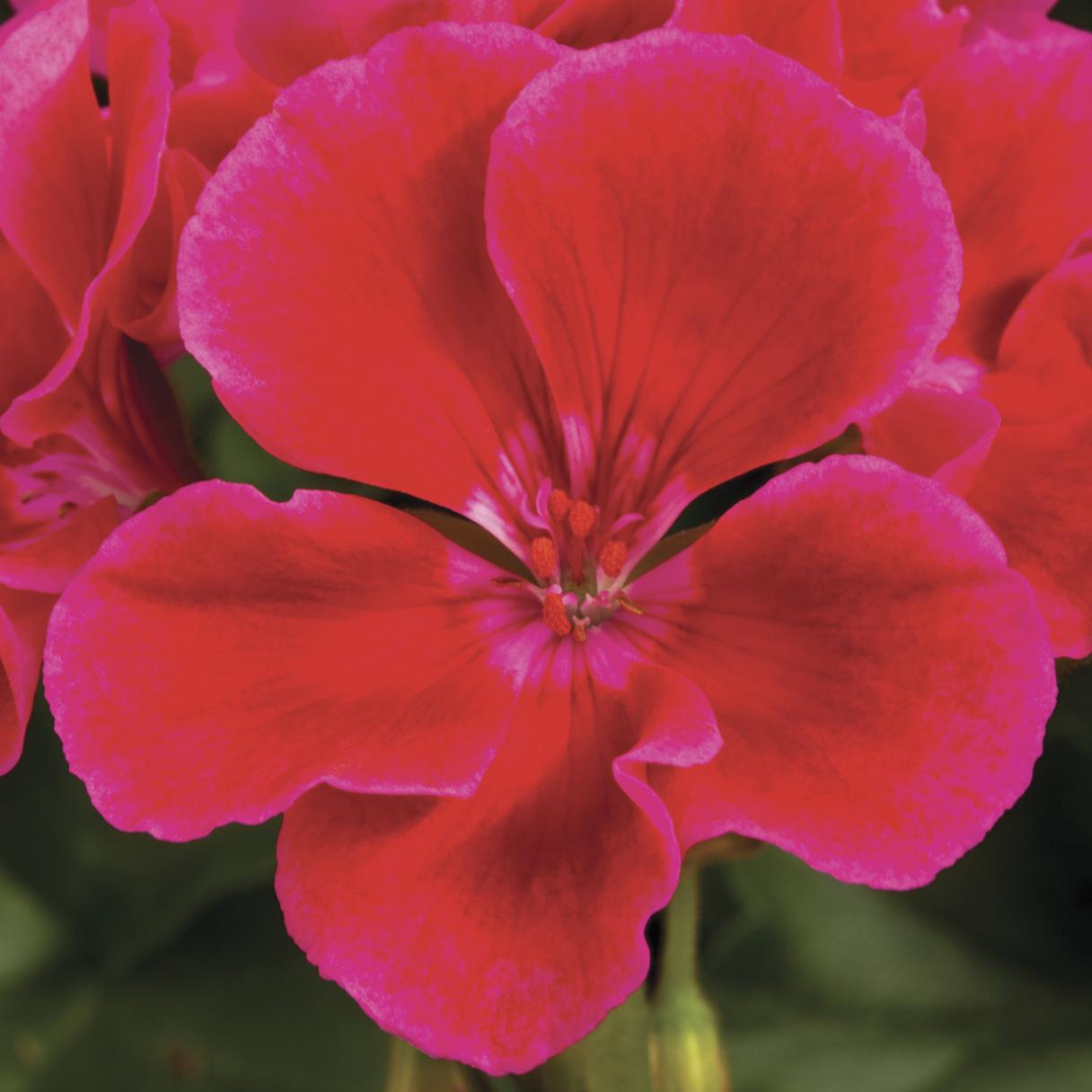 Pelargonium - Geranio 