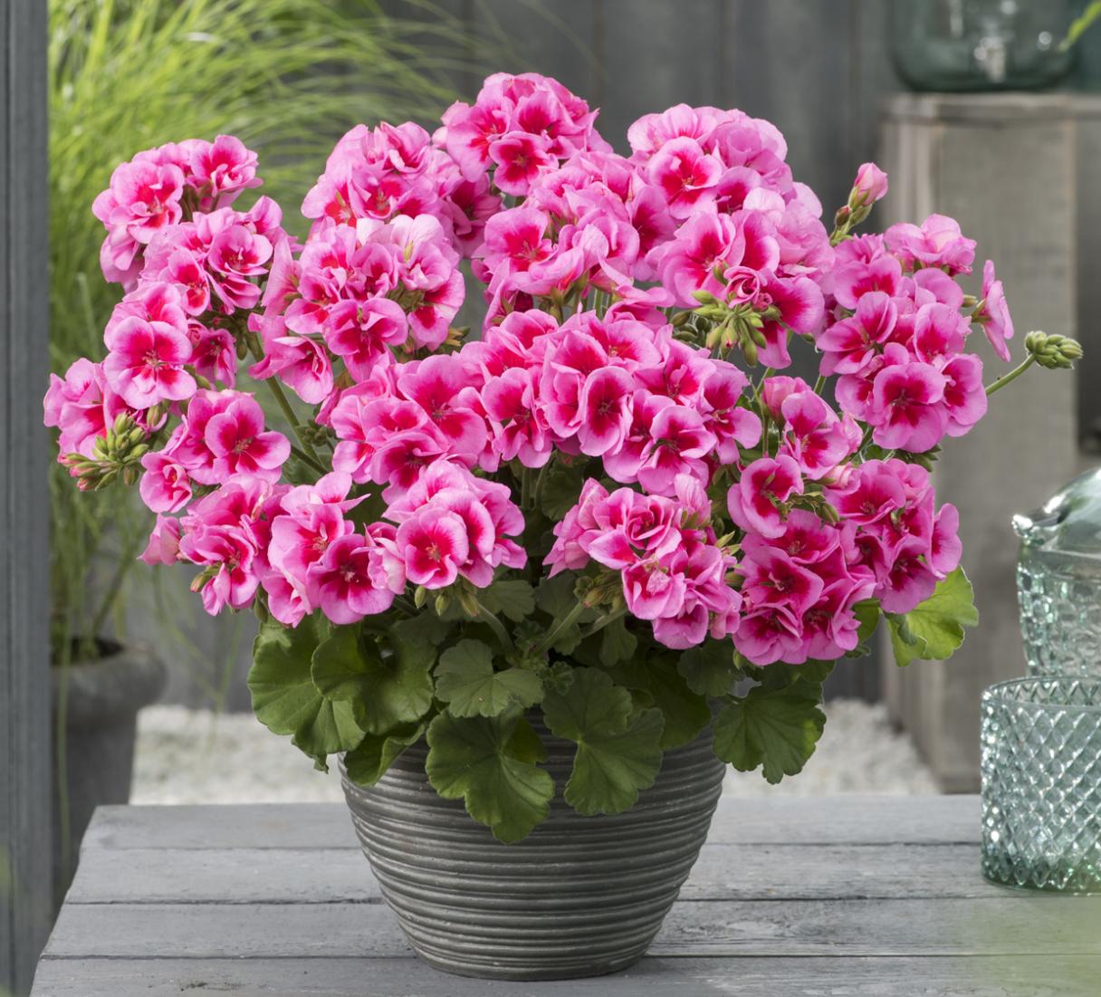 Pelargonium in vaso