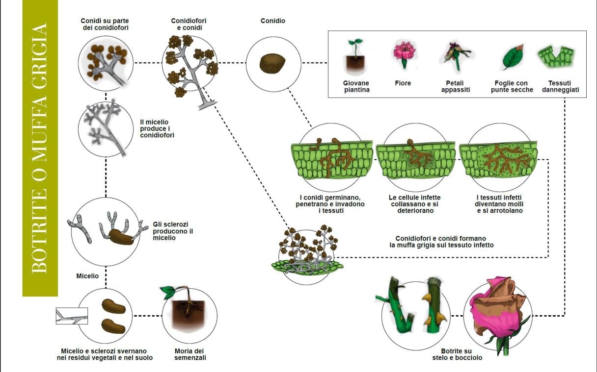 ciclo biologico botrite