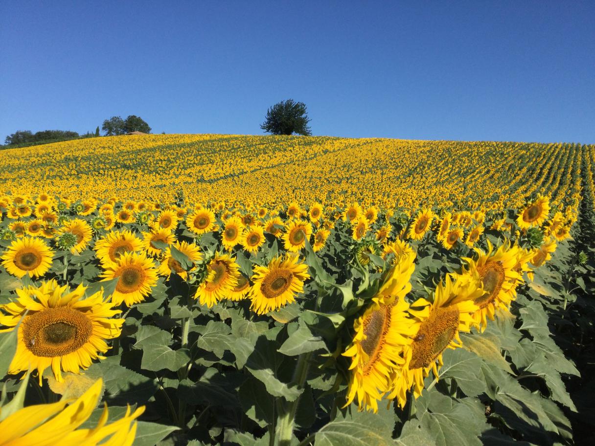 girasole colture industriali