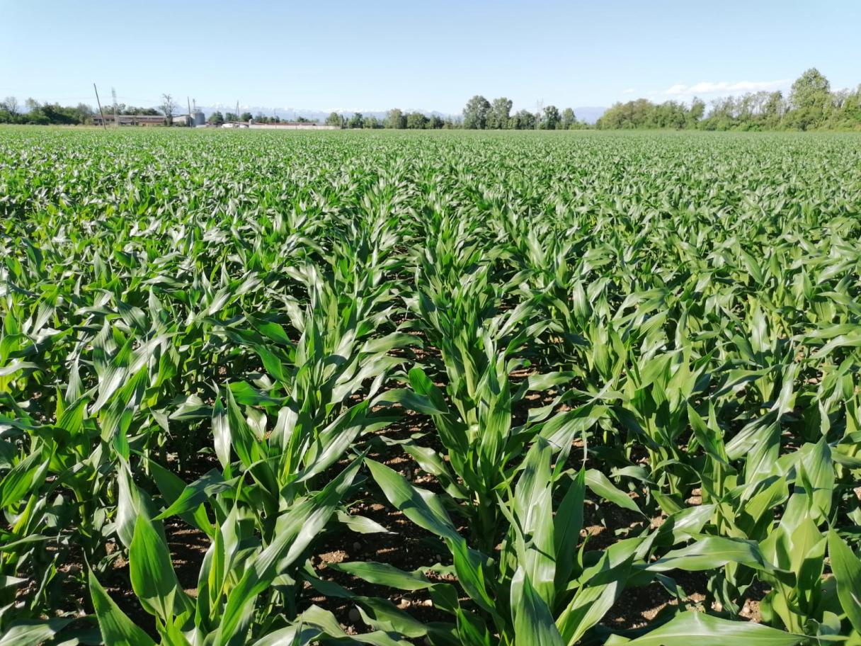 mais syngenta