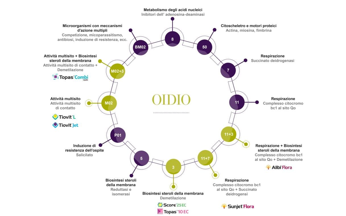 ciclo resistenze