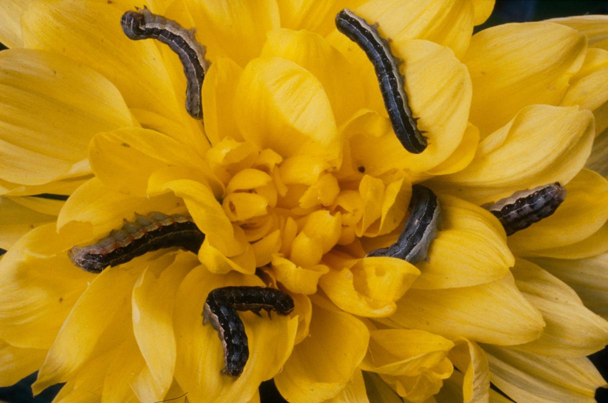 lepidotteri