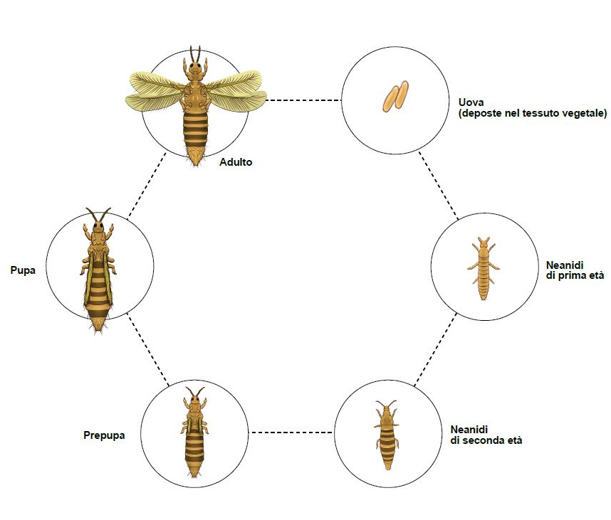 Ciclo biologico tripide