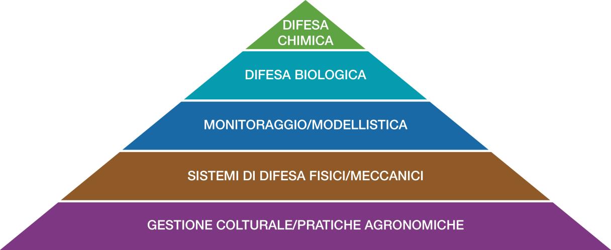 piramide difesa integrata