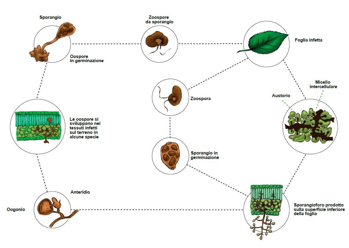peronospora