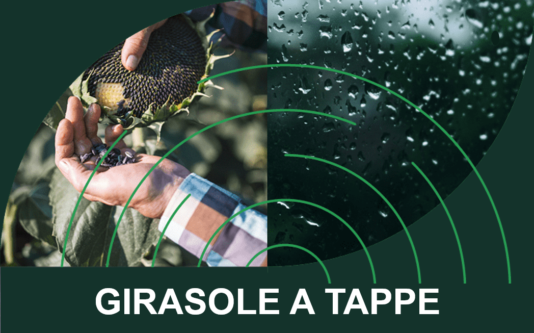 Header Girasole a tappe