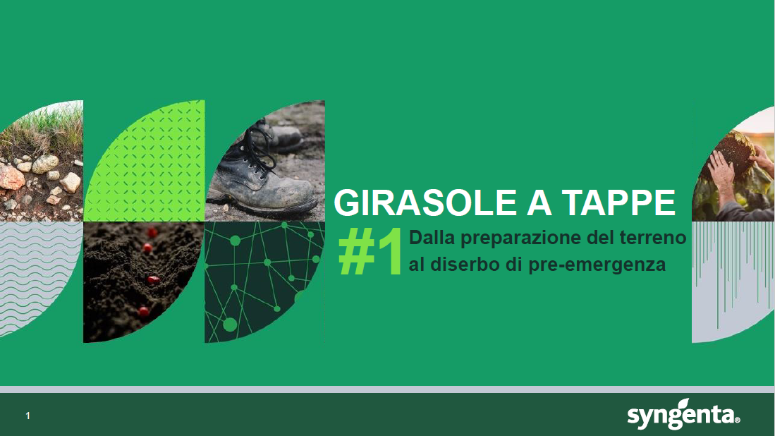 Tappa #1 - Girasole a tappe