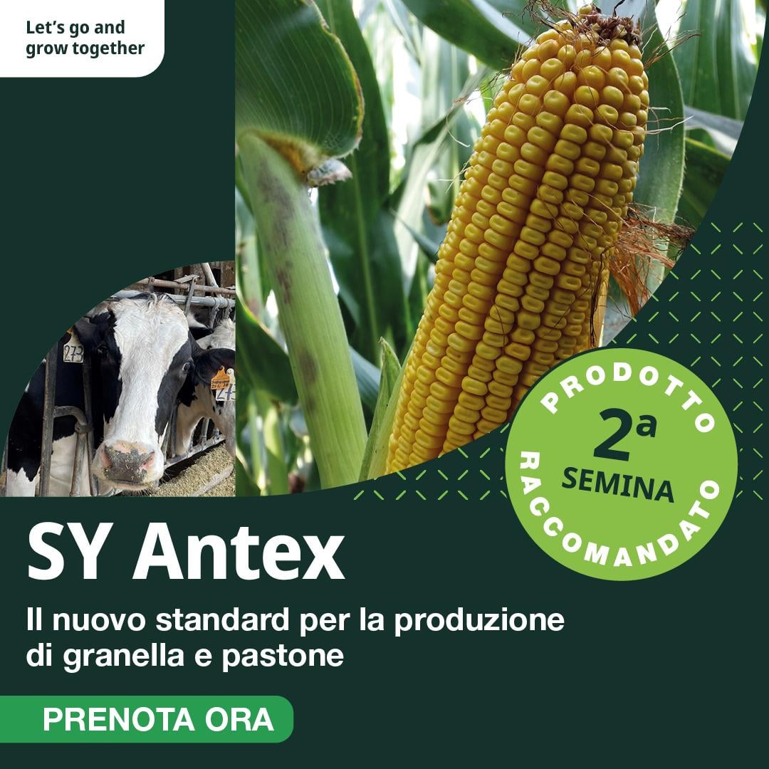 Sy Antex