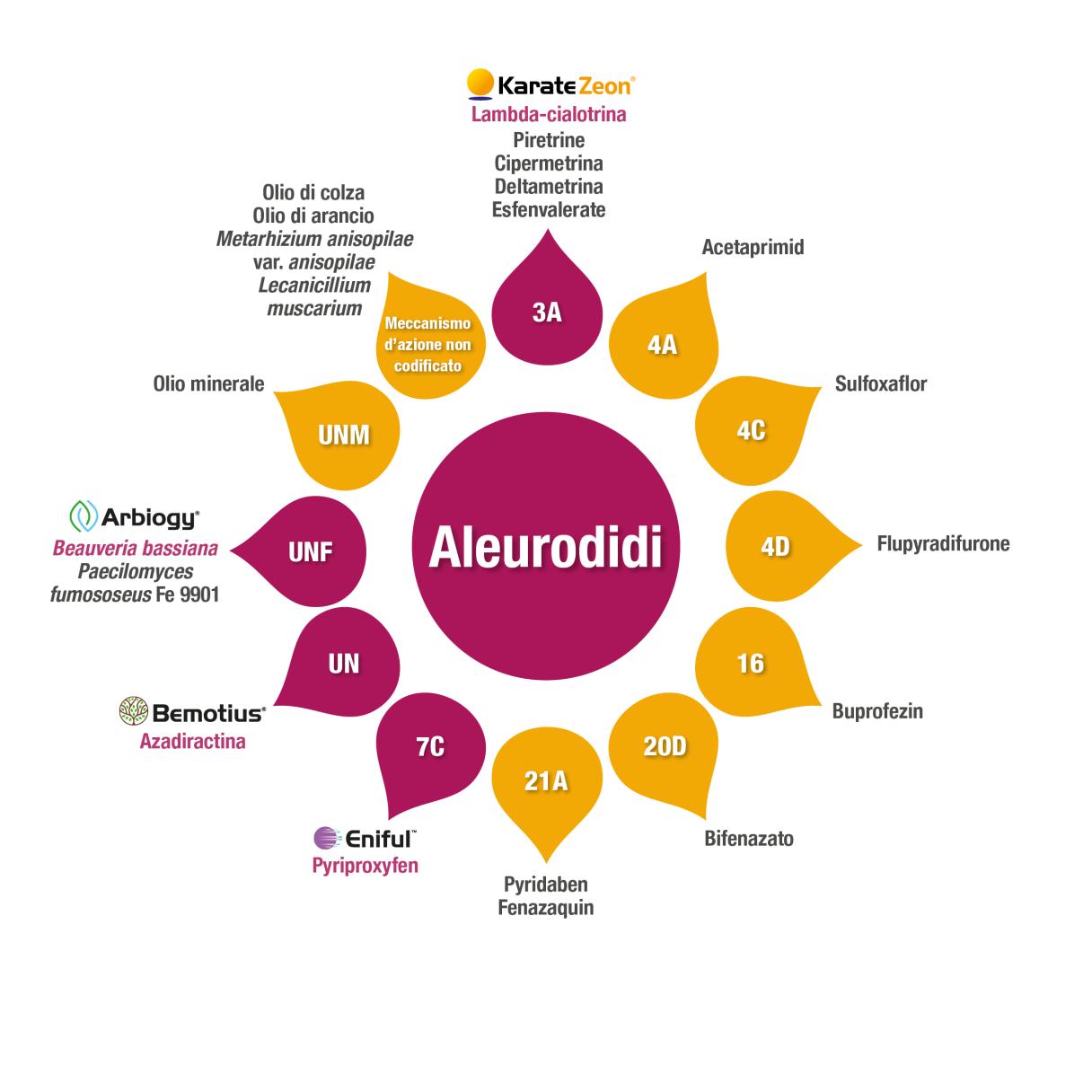 aleurodidi
