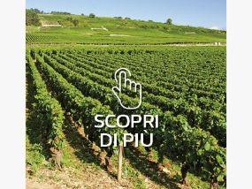 oidio spray program
