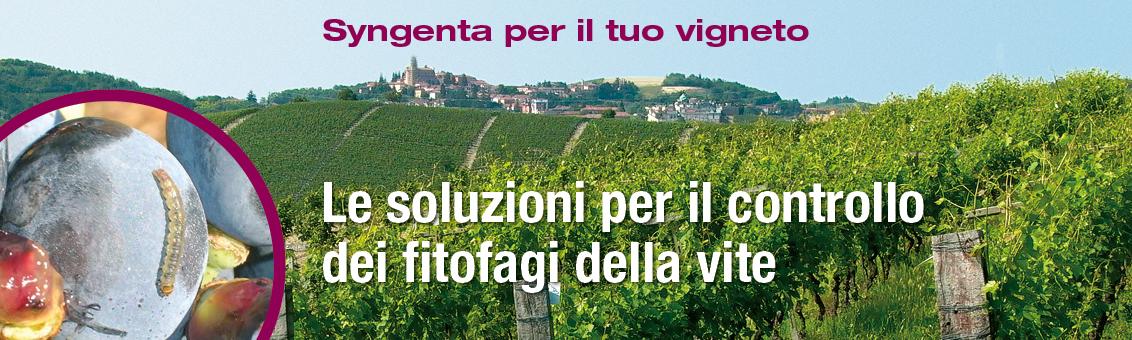 fitofagi vite tignoletta
