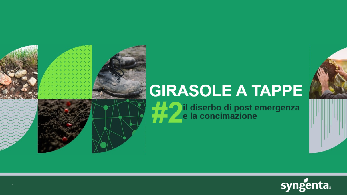 Girasole a tappe n°2