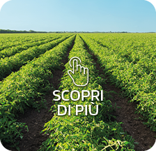 strategia di difesa syngenta pomodoro