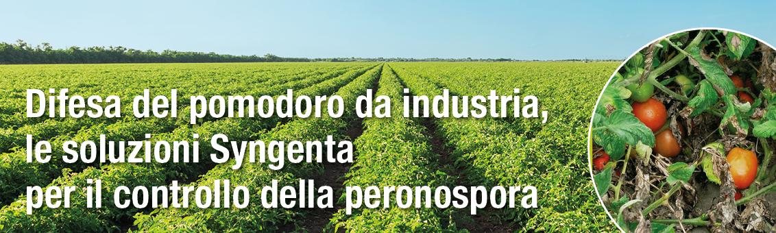 peronospora pomodoro soluzioni syngenta