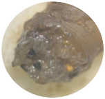 nematodi entomopatogeni